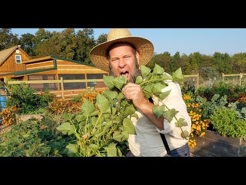 Video: Zoete Aardappel Groenten - Informatie over het eten van aardappelbladeren