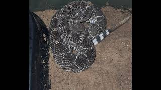 🐍😱13 Button Rattlesnake