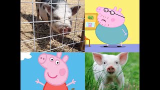 PEPPA PIG IN REAL LIFE 👀👀👀