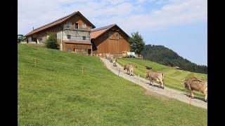 Von der Weide in den Stall.  OB Stier Morin führt  die Kuhherde von der Familie Kälin in Bennau an.