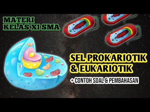 Video: Apakah 4 perbezaan antara sel prokariotik dan eukariotik?