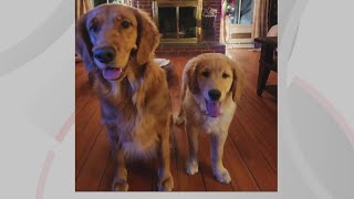Doggone Weather: Regal and Jax