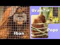 Popo Enjoys the Outdoors. Iban Makes an Appearance｜S. Orangutan｜Ichikawa City Zoo｜市川市動植物園スマトラオランウータン