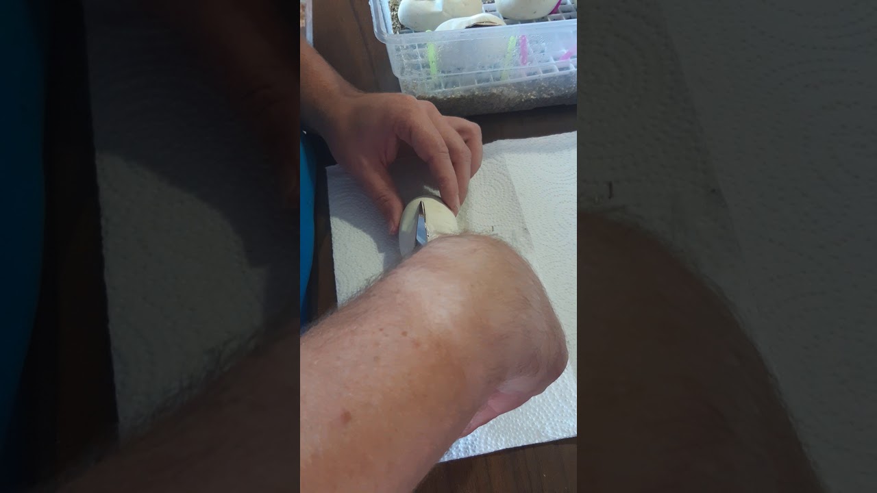 joe mixon First ball python clutch cutting