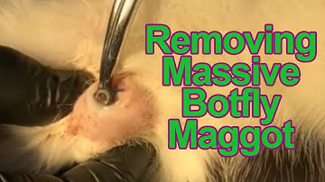 Removing Massive Botfly Maggot From A Cat #2 | Paws Addict