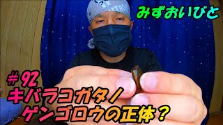 ＃92 キバラコガタノゲンゴロウの正体