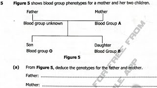 2022 Internal Biology paper 2 Genetics/Blood groups/Genetic diagrams-genotypes Lesson