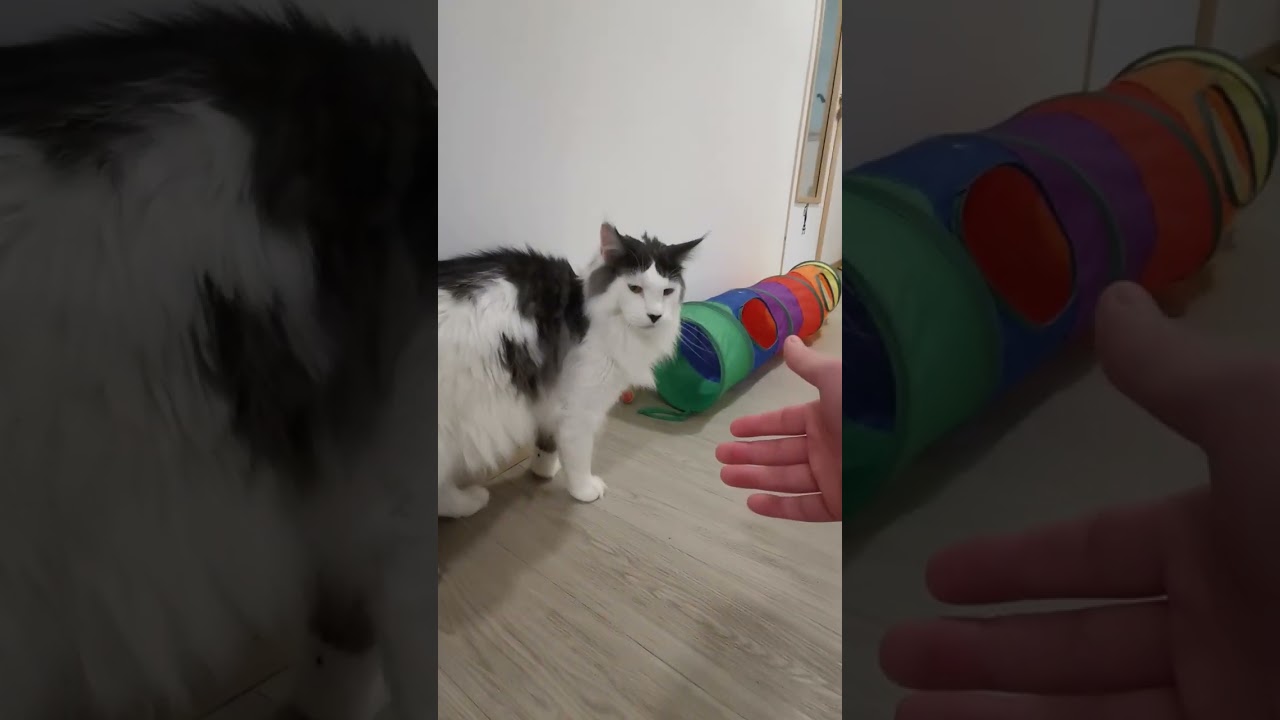Chats en vacances - La vidéo du jour : 17/01/2026