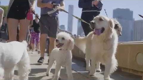 RSPCA Million Paws Walk 2018 Queensland