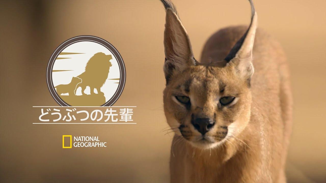 どうぶつの先輩 カラカル 声 神谷浩史 ナショジオ Youtube