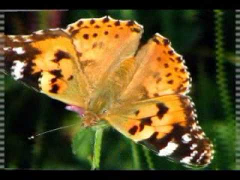 პეპლების ქარია