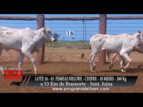 LOTE 16