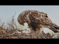 Rough-Legged Hawks and Their Behavior