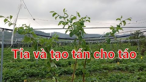 Tạo tán cho táo
