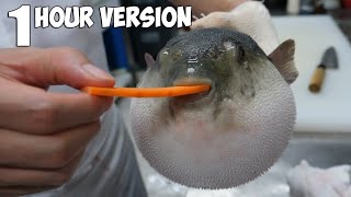 Pufferfish eats carrot (1 Hour Version)