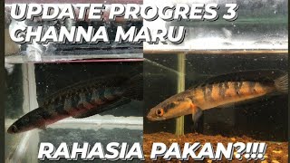 UPDATE PROGRES 3 CHANNA MARU DENGAN CARA SAMA TAPI HASIL BERBEDA?!!! Apa rahasia nya?!!!