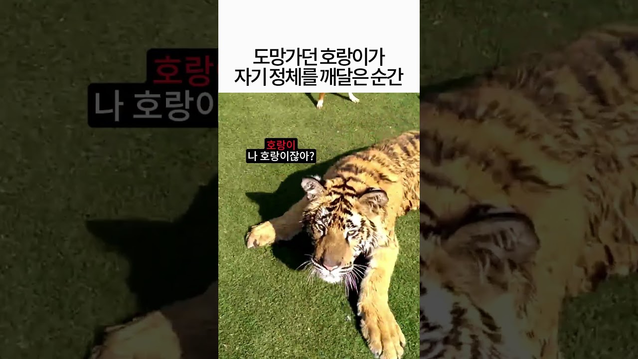 도망치던 호랑이가 갑자기 자기 정체를 깨달은 순간..