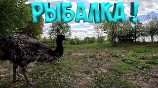 РЫБАЛКА ! ГУСЯТА РЯДОМ , А СТРАУСЫ МЕШАЮТ !