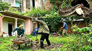 Cleaning Up An Abandoned Old House.Encounter With A Giant Python.A Mysterious Thrilling Appearance.