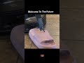 Smart Robot Vacuum Cleaner in Action #robotvacuum #shorts