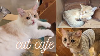 cat lovers should click this video