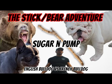 Sugar N Pump the Stick / Bear Adventure. Mini English Bulldog vs French Bulldog