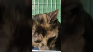 Одесса Поселок Котовского Кошачья семья Домашнюю кошку выкинули с котятами в опасном месте