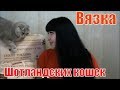 Как развязать кошку( вязка Шотландских кошек)