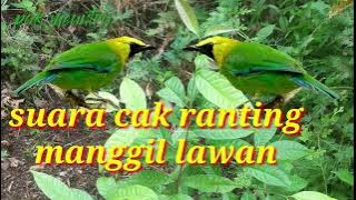 suara pikat cucak ranting