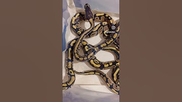 Hatchlings!  #ballpythonhatchlings #petsnake #snake #ballpython #reptile #ballpythonbreeder