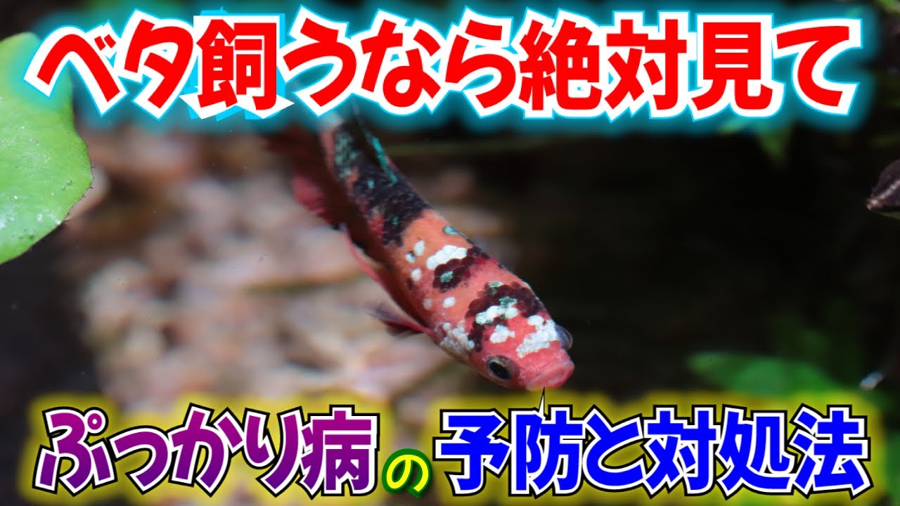 【要注意】ベタ飼育の必須知識！病気に負けない、治せる飼育方法！【アクアリウム】〜in地球52
