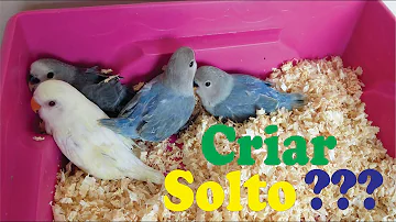 Como criar pássaro fora da gaiola?