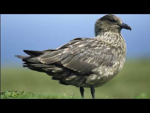 Stercorarius skua