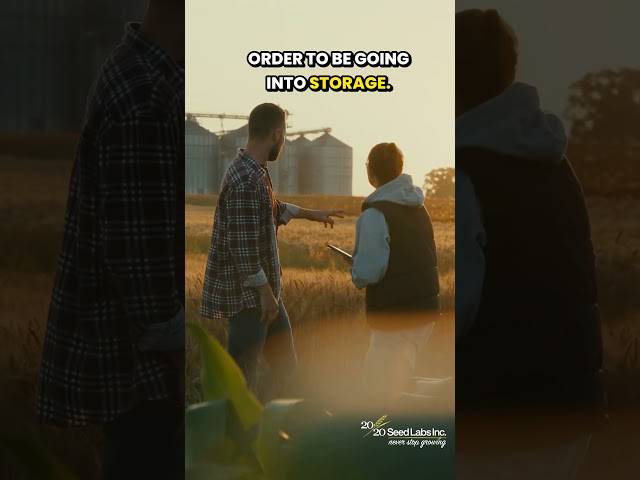 Important Post-Harvest Decisions for Growers & Agronomists  #seedtechnology #seed #harvest