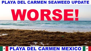 PLAYA DEL CARMEN BEACH SEAWEED UPDATE - THE SEAWEED IS GETTING WORSE!
