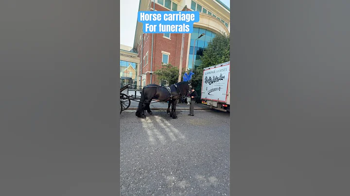 Horse carriage getting ready for funeral #funeraldirectors #horse #shorts