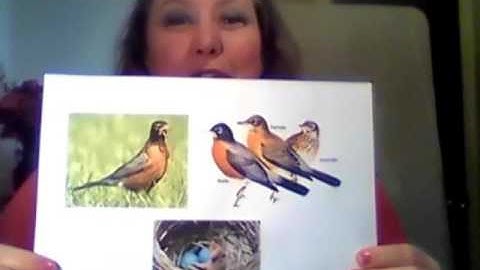 #15  Robins - Signs of Spring!