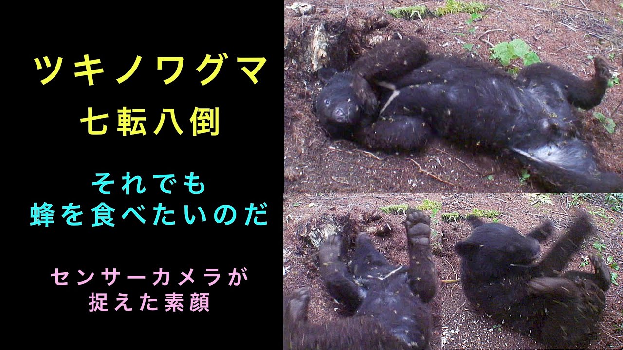 ツキノワグマ七転八倒  それでも蜂を食べたいのだ  センサーカメラが捉えた素顔
