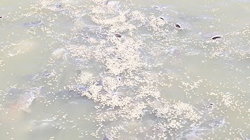 ให้อาหารปลาที่วัดบางเพรียง