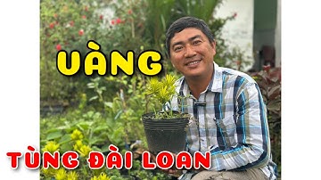 Cây Tùng Đài Loan VÀNG VÀNG VÀNG | 0386569374 - Ngọc Ngân Bến Tre | Chuyên cây độc lạ