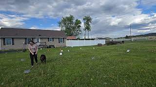 AKC Virtual Rally Novice Run #3 (Course #4) Scored 96/100