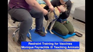 Training Dogs to Hold Still for Injections | Teaching Animals by Teaching Animals 775 views 5 months ago 3 minutes, 48 seconds