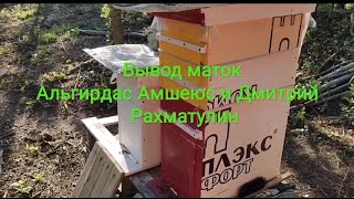 Вывод маток без осиротения по методу Альгирдаса Амшеюса и Д. Рахматулина_ Советы опытных пчеловодов