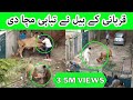 Angry Qurbani Cow in Pakistan Cow Qurbani on Eid || Big Cow Not in Control