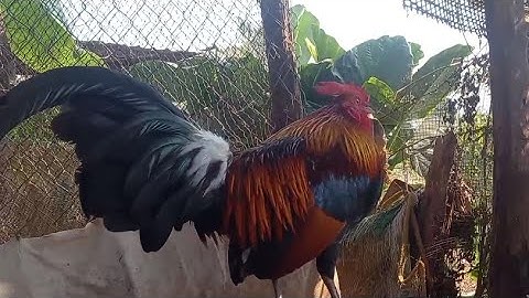 qaib dib f3 02054447366