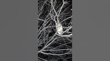 A Possum hanging out in the tree. (4K)