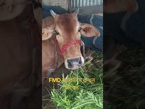 FMD বা জড়ার ভ্যাকসিন দেওয়ার সঠিক সময় কখন #reels #cow