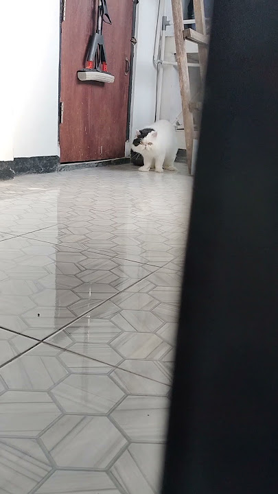 ngintip dikit #rekomendasi #fiturjelajah #halamanchanel #kucingcemara #kucinglucu #nikitamirzani