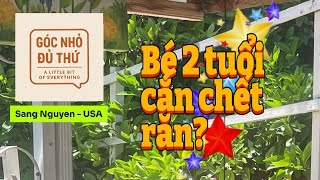 Bé 2 tuổi cắn chết rắn?