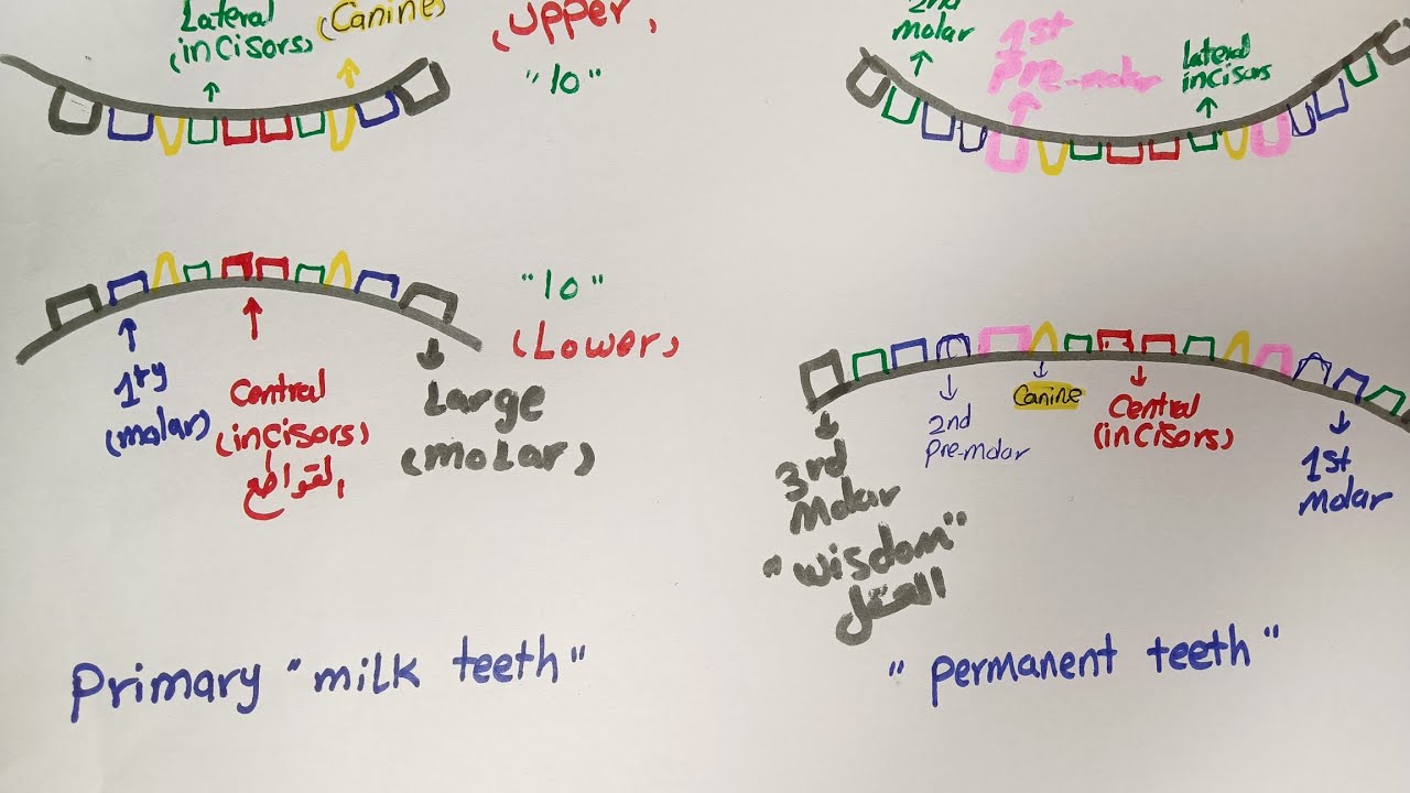 Teething || Pediatric Nursing تمريض أطفال